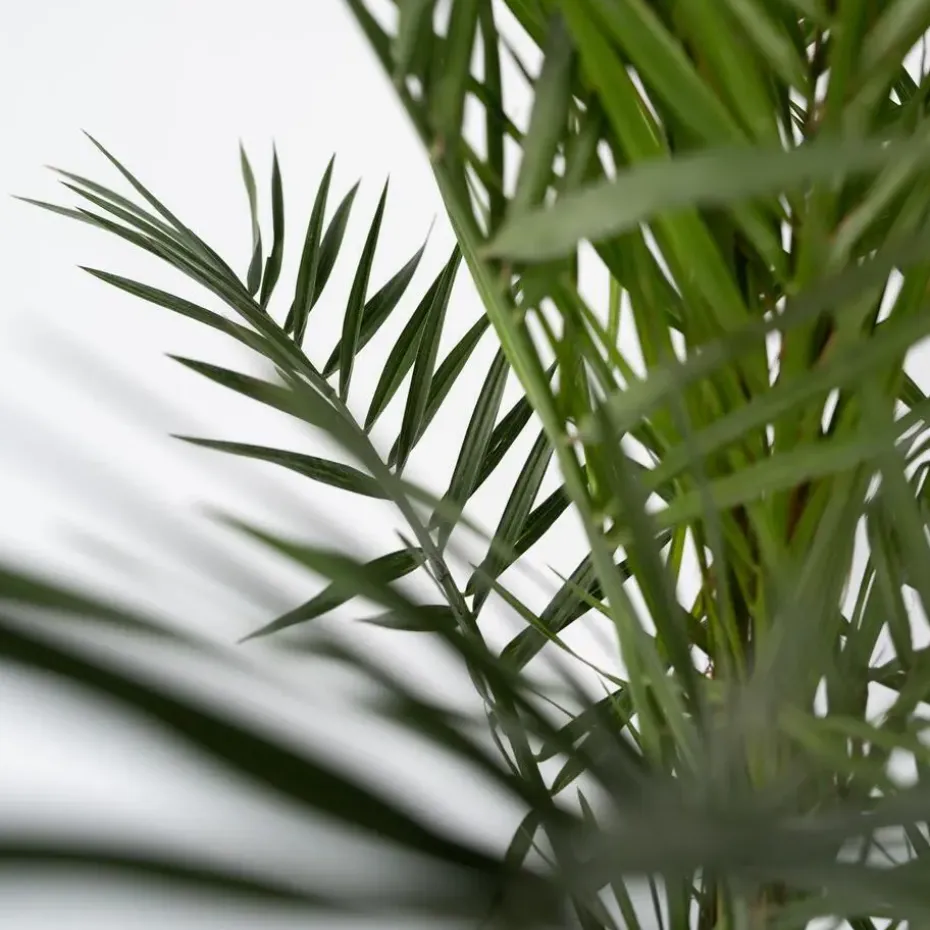 Canarische Dadelpalm - Phoenix canariensis - Hoogte 80-100cm - ⌀19cm
