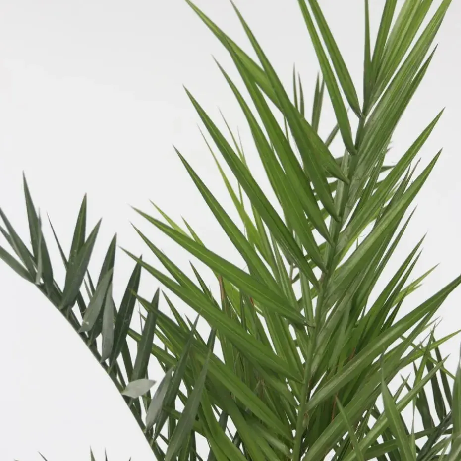 Canarische Dadelpalm - Phoenix canariensis - Hoogte 80-100cm - ⌀19cm