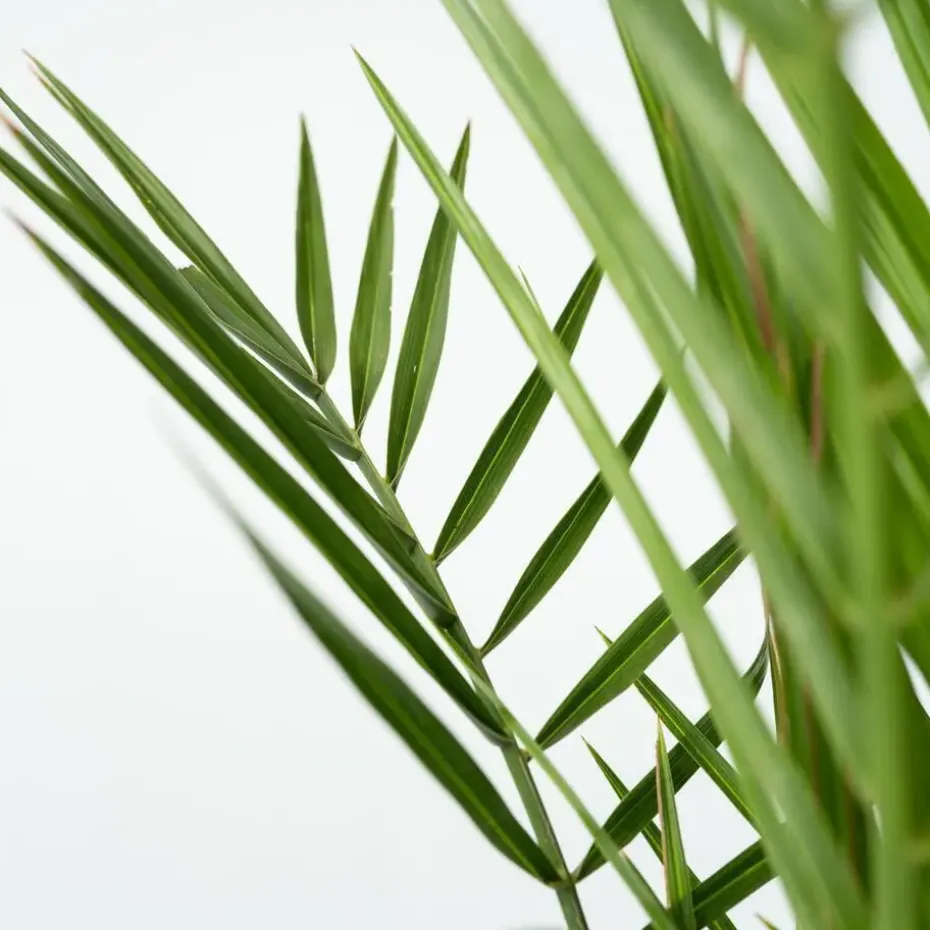 Canarische Dadelpalm - Phoenix canariensis - Hoogte 80-100cm - ⌀19cm