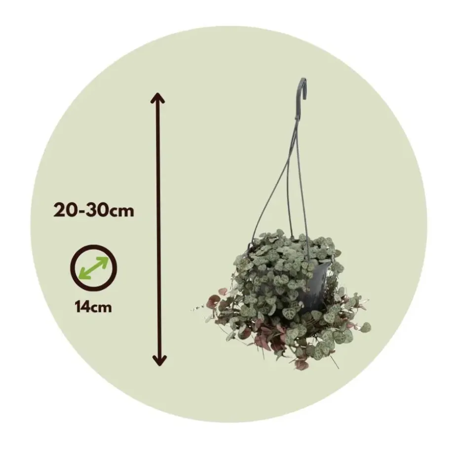 Chinees lantaarnplantje - Ceropegia linearis Woodii - Hoogte 20-30cm - ⌀14cm