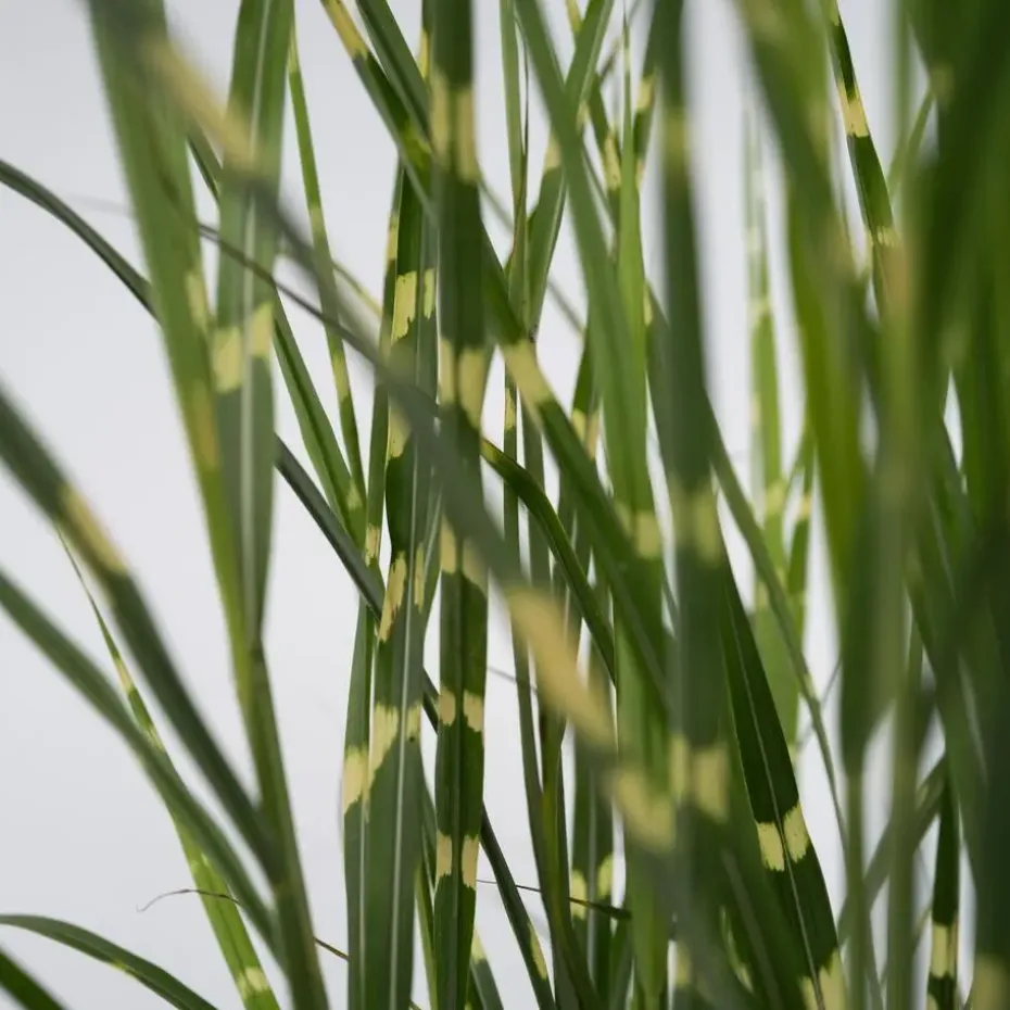 Chinees prachtriet - Miscanthus sinensis 'Zebrinus' - Hoogte 20-30cm - ⌀23cm