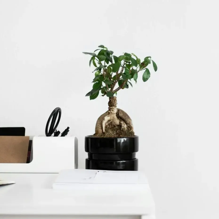 Chinese vijg - Ficus microcarpa - Hoogte 30-40cm - ⌀12cm