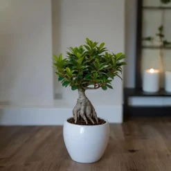 Chinese vijg - Set van 4 - Ficus microcarpa - Hoogte 30-40cm - ⌀12cm