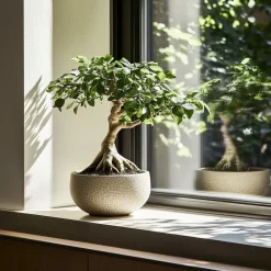 Chinese vijg - Set van 4 - Ficus microcarpa - Hoogte 30-40cm - ⌀12cm