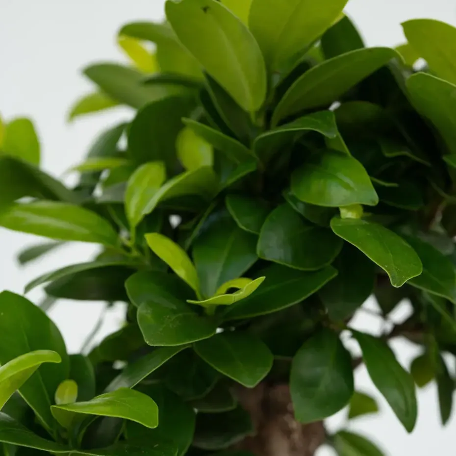 Chinese vijg - Set van 4 - Ficus microcarpa - Hoogte 30-40cm - ⌀12cm