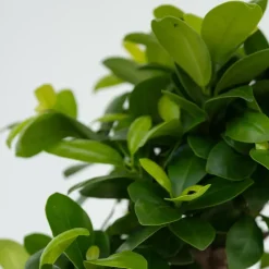 Chinese vijg - Set van 4 - Ficus microcarpa - Hoogte 30-40cm - ⌀12cm