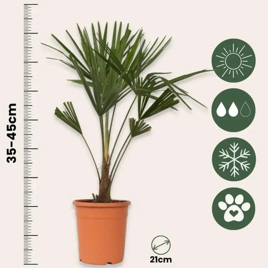 Chinese Waaierpalm - Trachycarpus Fortunei - Hoogte 65-75cm - ⌀21cm