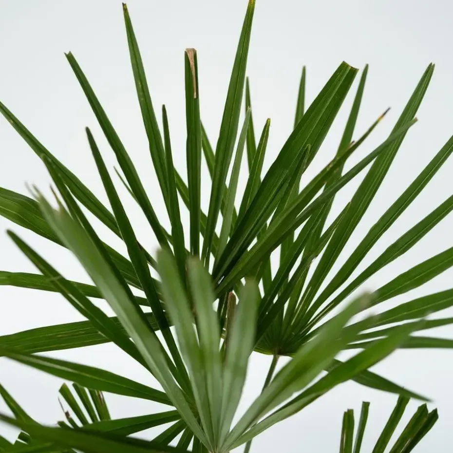 Chinese Waaierpalm - Trachycarpus Fortunei - Hoogte 65-75cm - ⌀21cm