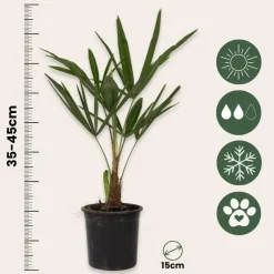 Chinese Waaierpalm - Trachycarpus Fortunei - Hoogte 35-45cm - ⌀15cm