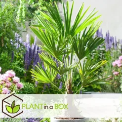 Chinese Waaierpalm - Trachycarpus Fortunei - Hoogte 35-45cm - ⌀15cm