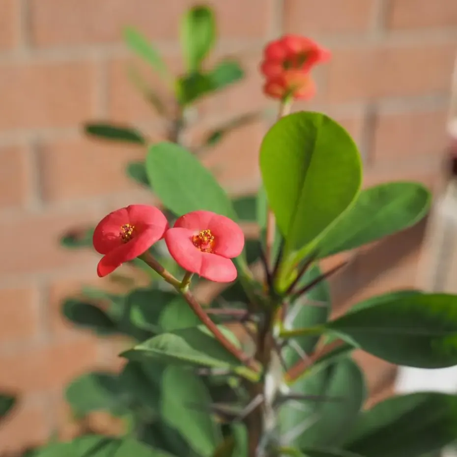 Christusdoorn - Euphorbia 'Milii' - Hoogte 25-35cm - ⌀13cm