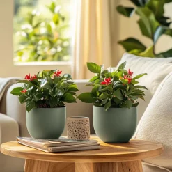 Christusdoorn - Euphorbia 'Milii' - Hoogte 25-35cm - ⌀13cm