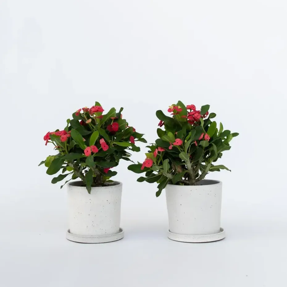 Christusdoorn - Set van 2 - Euphorbia 'Milii' - Hoogte 25-35cm - ⌀13cm