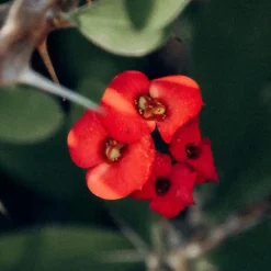 Christusdoorn - Set van 2 - Euphorbia 'Milii' - Hoogte 25-35cm - ⌀13cm