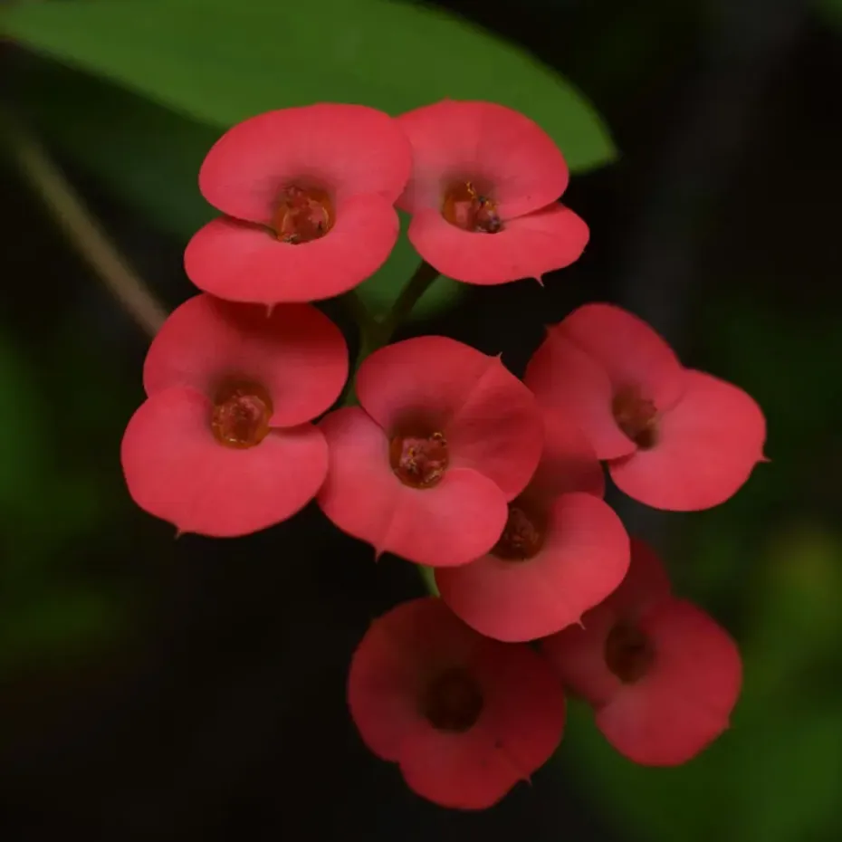 Christusdoorn - Set van 2 - Euphorbia 'Milii' - Hoogte 25-35cm - ⌀13cm