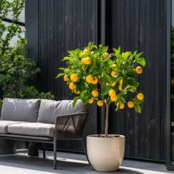Citroenboom - Citrus limon - Hoogte 60-70cm - ⌀19cm