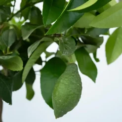 Citroenboom - Citrus limon - Hoogte 60-70cm - ⌀19cm