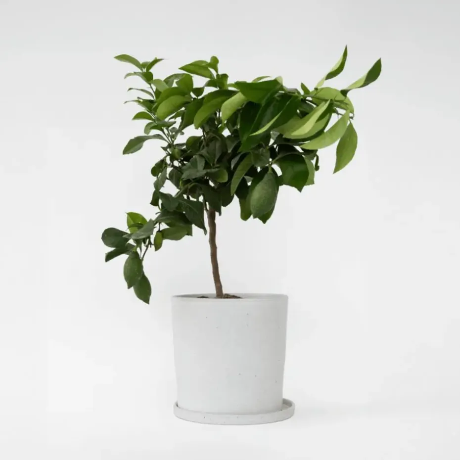 Citroenboom - Citrus limon - Hoogte 60-70cm - ⌀19cm