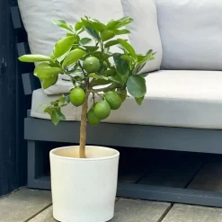 Citroenboom - Citrus limon - Hoogte 60-70cm - ⌀19cm