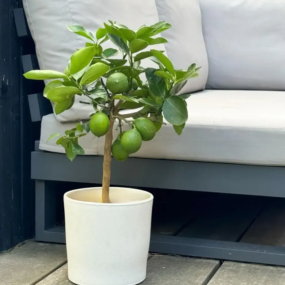 Citroenboom - Citrus limon - Hoogte 60-70cm - ⌀19cm