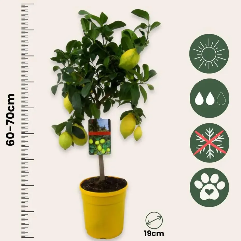 Citroenboom - Citrus limon - Hoogte 60-70cm - ⌀19cm