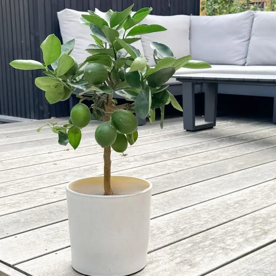 Citroenboom - Citrus limon - Hoogte 60-70cm - ⌀19cm