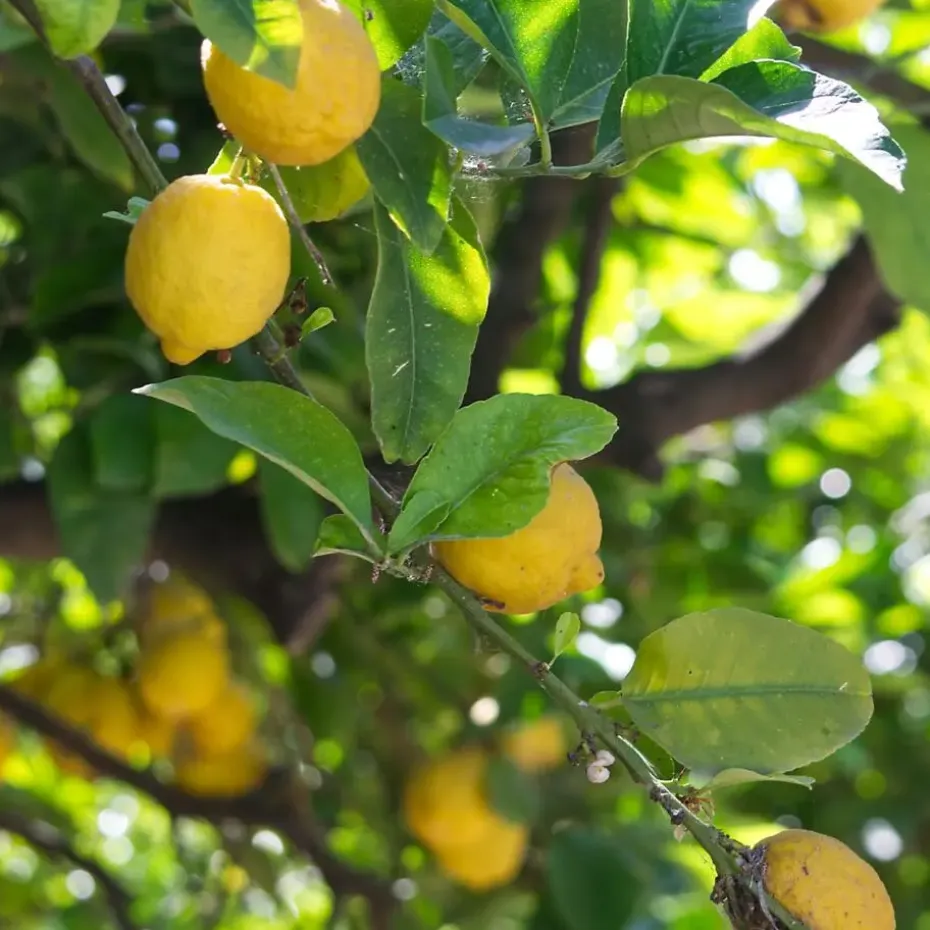 Citroenboom - Citrus limon - Hoogte 60-70cm - ⌀19cm