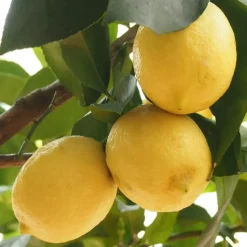 Citroenboom - Citrus limon - Hoogte 60-70cm - ⌀19cm