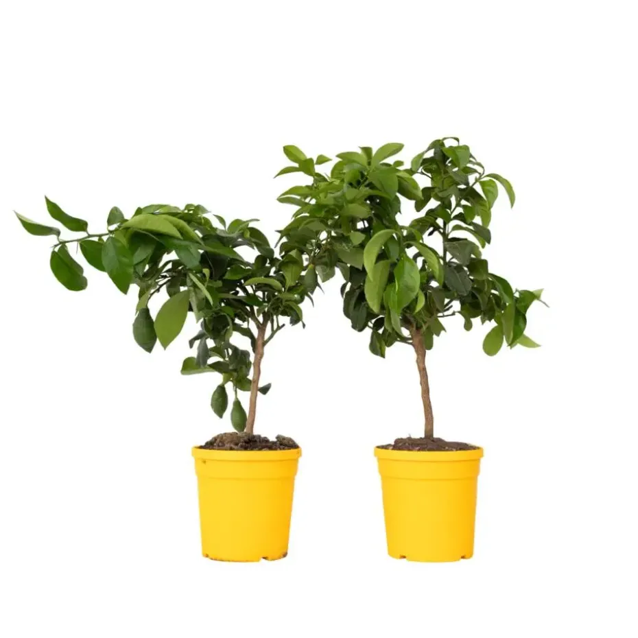 Citroenboom - Set van 2 - Citrus limon - Hoogte 60-70cm - ⌀19cm