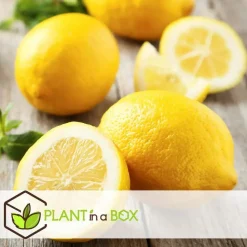 Citroenboom - Set van 2 - Citrus limon - Hoogte 60-70cm - ⌀19cm