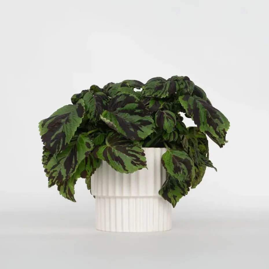 Coleus 'Tiger' - Siernetel - Hoogte 25-35cm - ø17cm