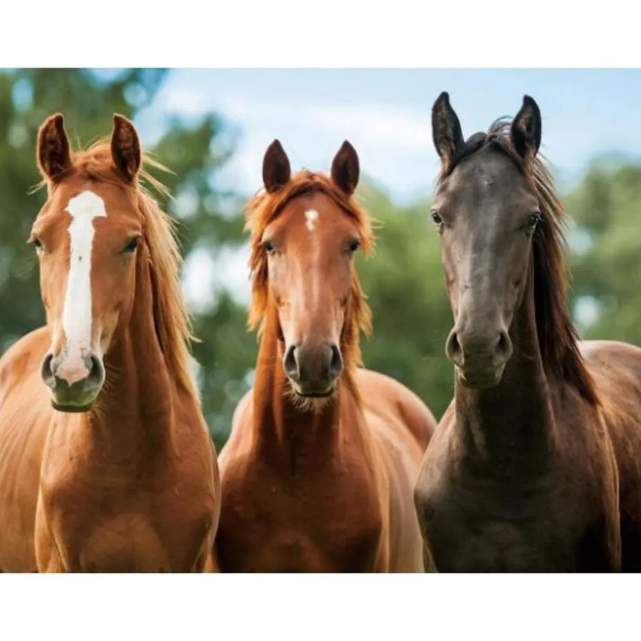 Cornelissen Placemat - drie paarden - 3D - 30 x 40 cm