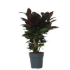 Croton - Codiaeum variegatum 'Mrs. Iceton' - Hoogte 60-70cm - ⌀19cm