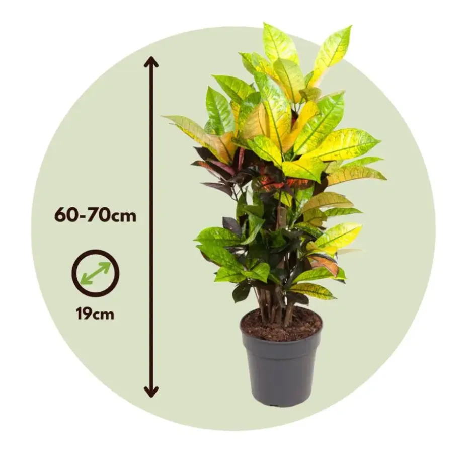 Croton - Codiaeum variegatum 'Mrs. Iceton' - Hoogte 60-70cm - ⌀19cm