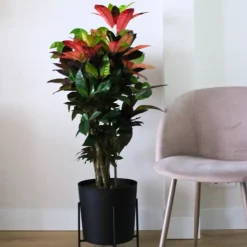 Croton - Codiaeum variegatum 'Mrs. Iceton' - Hoogte 60-70cm - ⌀19cm