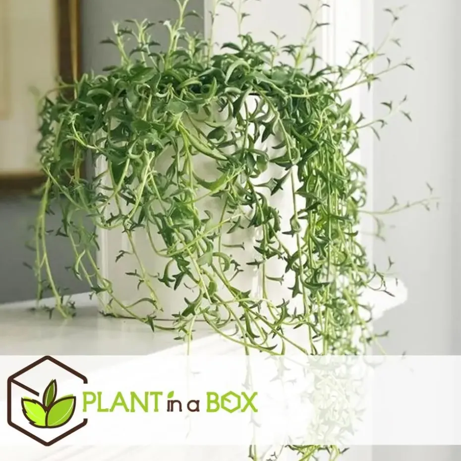 Dolfijnenplant - Senecio peregrinus - Hoogte 10-20cm - ⌀12cm