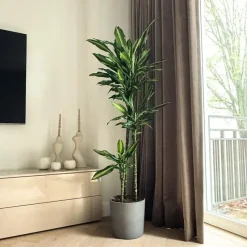 Drakenbloedboom - Dracaena fragrans 'Cintho' - Hoogte 140-150cm - ⌀24cm