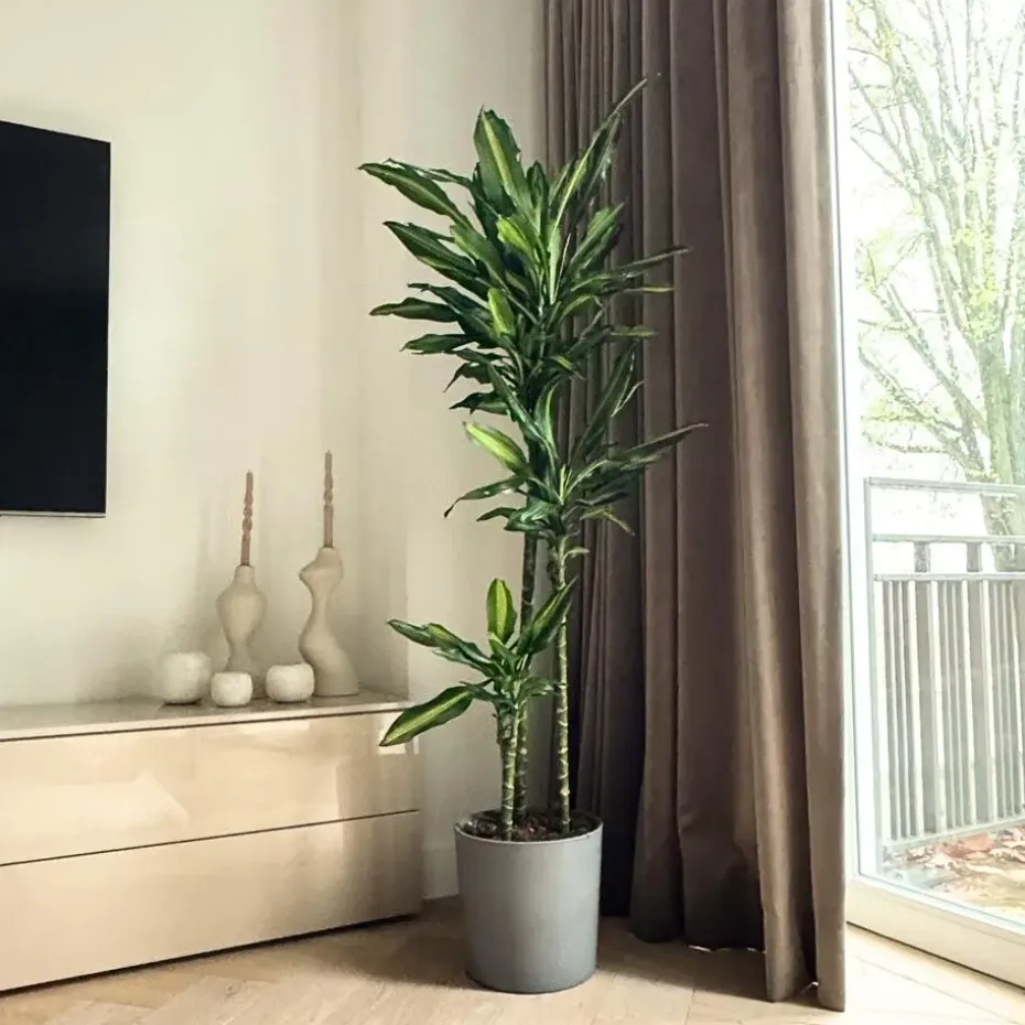 Drakenbloedboom - Dracaena fragrans 'Cintho' - Hoogte 140-150cm - ⌀24cm