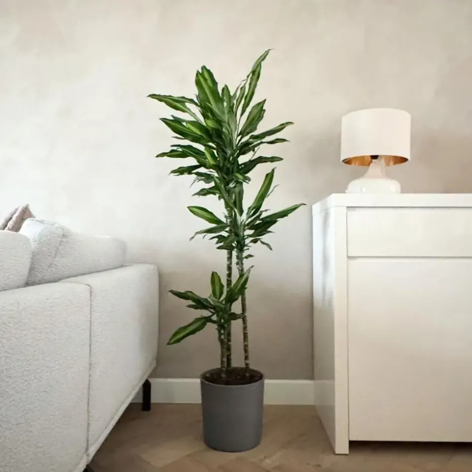 Drakenbloedboom - Dracaena fragrans 'Cintho' - Hoogte 140-150cm - ⌀24cm