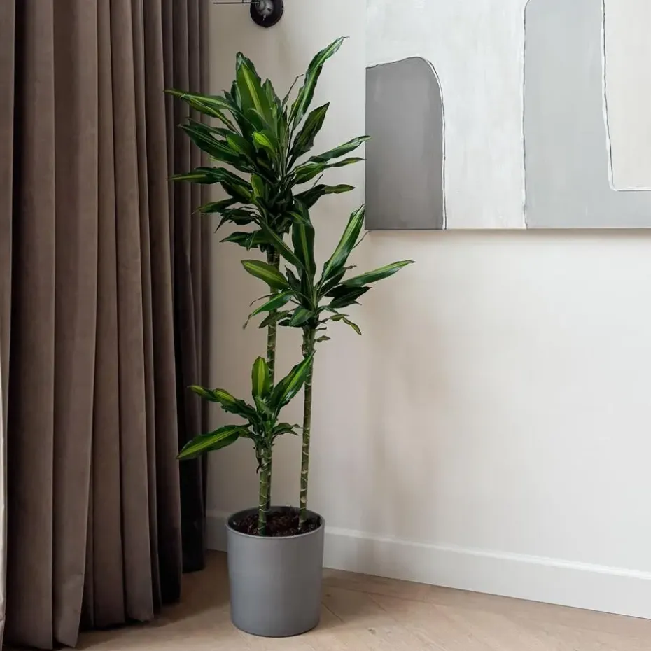 Drakenbloedboom - Dracaena fragrans 'Cintho' - Hoogte 140-150cm - ⌀24cm