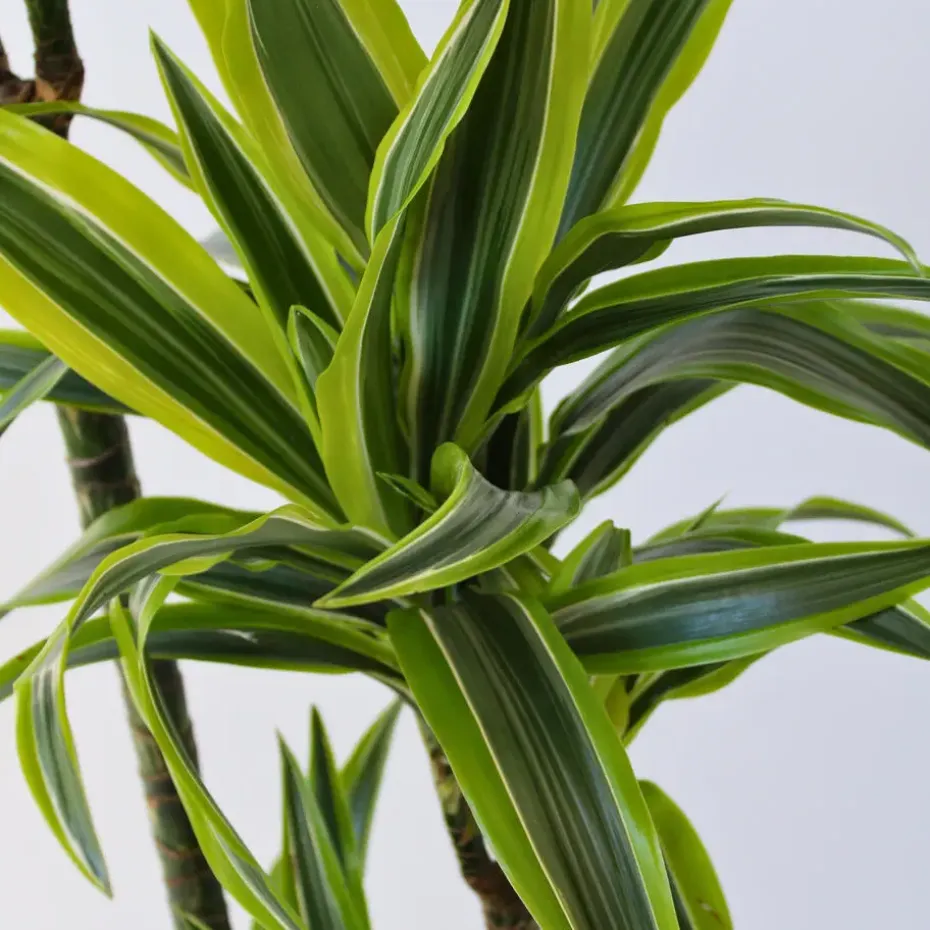 Drakenbloedboom - Dracaena 'Lemon Lime' - Hoogte 130-140cm - ⌀24cm