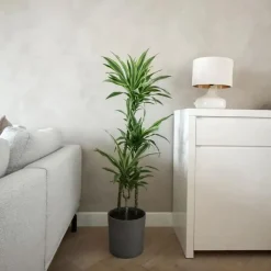 Drakenbloedboom - Dracaena 'Lemon Lime' - Hoogte 130-140cm - ⌀24cm