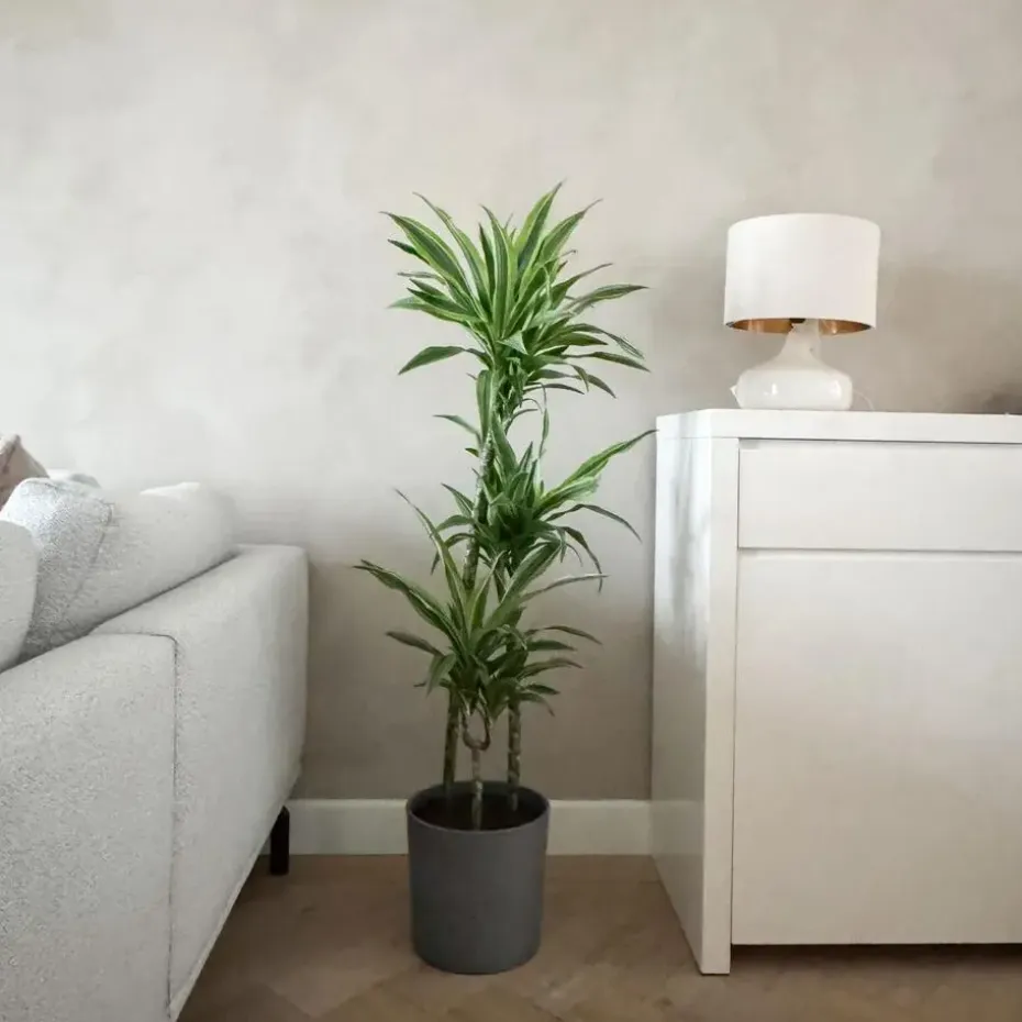 Drakenbloedboom - Dracaena 'Lemon Lime' - Hoogte 130-140cm - ⌀24cm