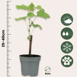Druivenplant - Set van 3 - Vitis vinifera 'Chardonnay' - Hoogte 25-40cm - ⌀9cm
