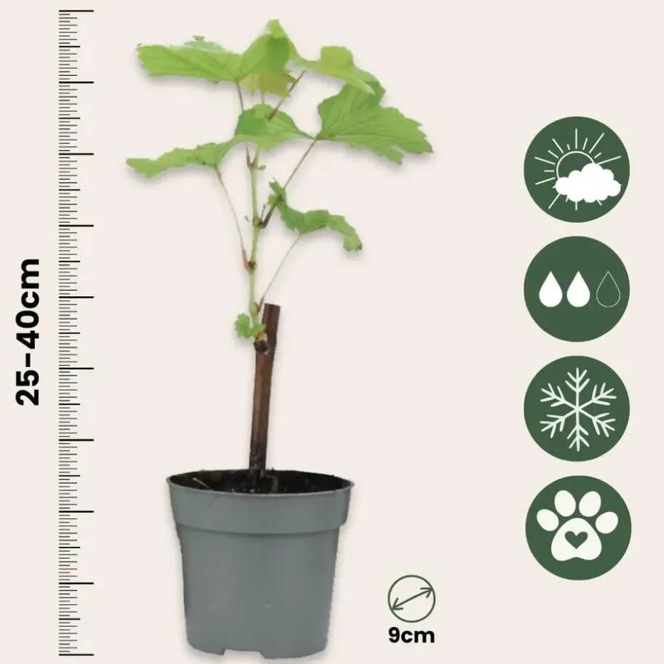 Druivenplant - Set van 3 - Vitis vinifera 'Chardonnay' - Hoogte 25-40cm - ⌀9cm