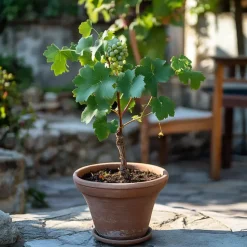 Druivenplant - Set van 3 - Vitis vinifera 'Chardonnay' - Hoogte 25-40cm - ⌀9cm