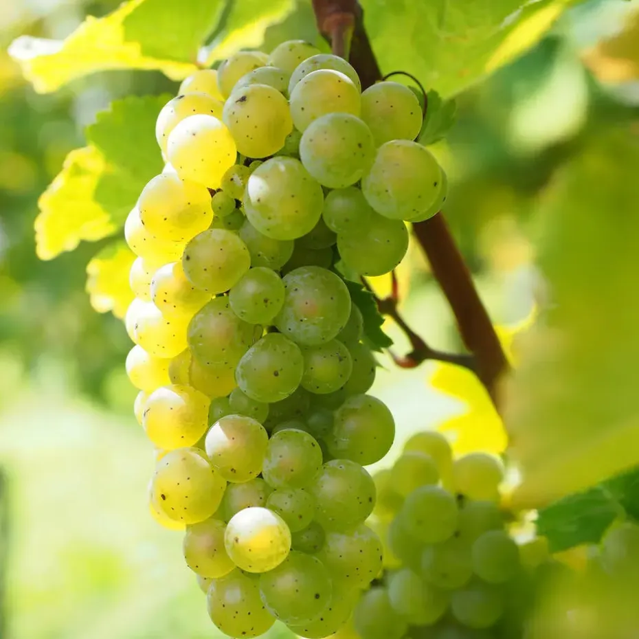 Druivenplant - Set van 3 - Vitis vinifera 'Chardonnay' - Hoogte 25-40cm - ⌀9cm