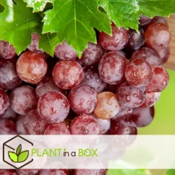 Druivenplant - Set van 3 - Vitis vinifera 'pinot gris' - Hoogte 25-40cm - ⌀9cm