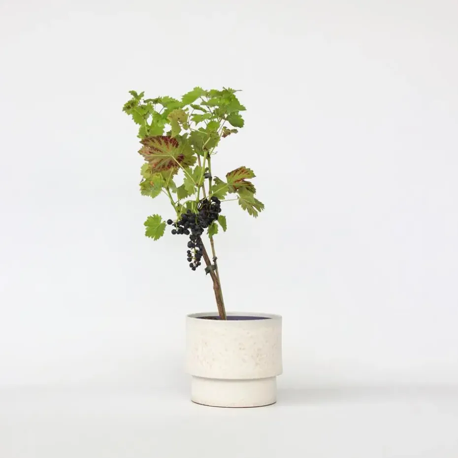 Druivenplant - Vitis vinifera ‘Nero’ - Hoogte 60-75cm - ⌀21cm