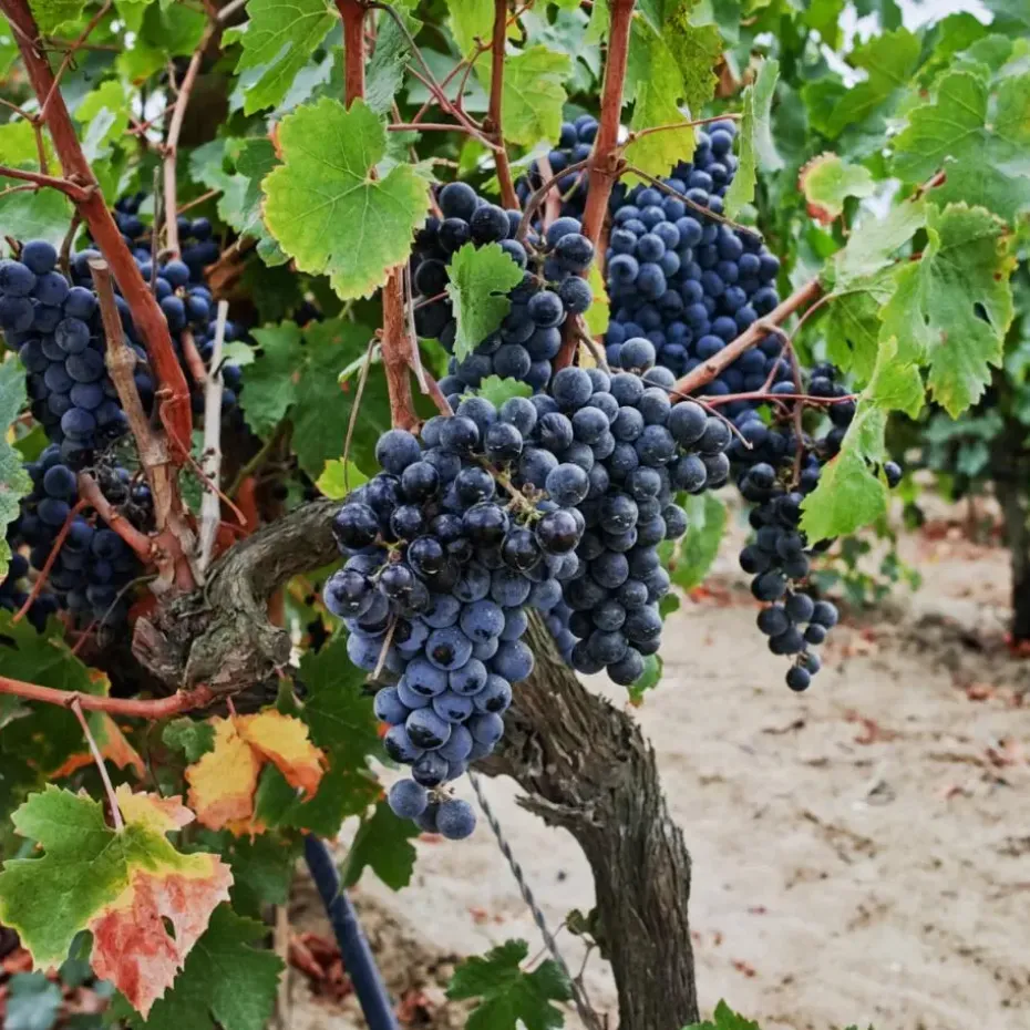Druivenplant - Vitis vinifera ‘Nero’ - Hoogte 60-75cm - ⌀21cm